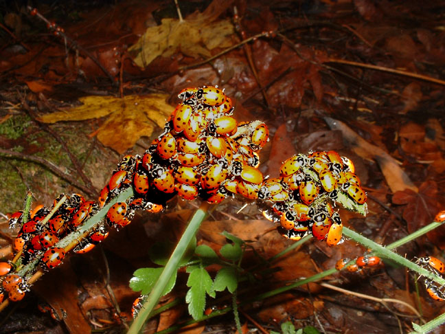 ladybug picnic