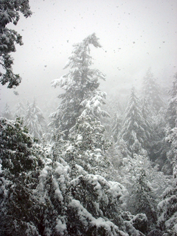 Falling Snow and Grandfather Tree