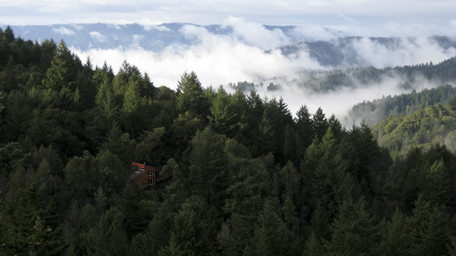 Locus Voci nestled in the trees and fog