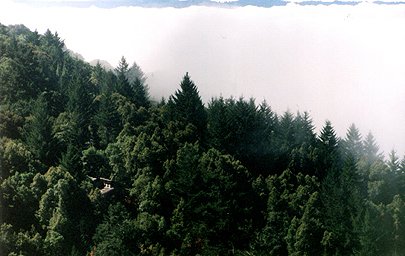 Locus Voci nestled in the trees and fog